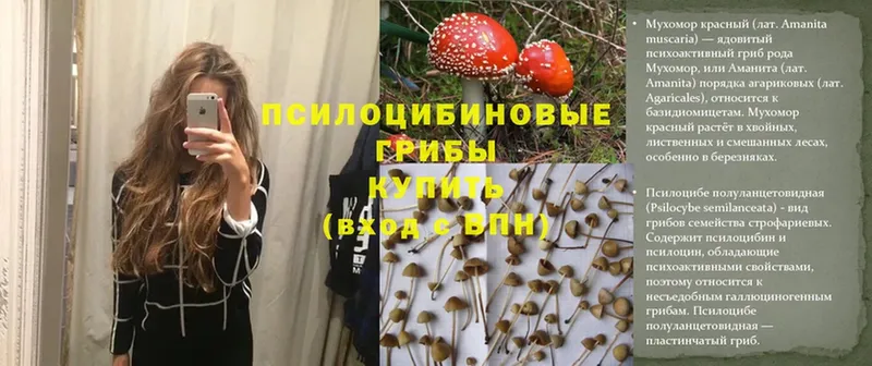 Галлюциногенные грибы Psilocybe  нарко площадка телеграм  Ельня 